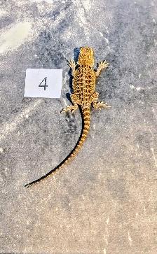 Dragon barbu né chez Désertéric - Photo 8