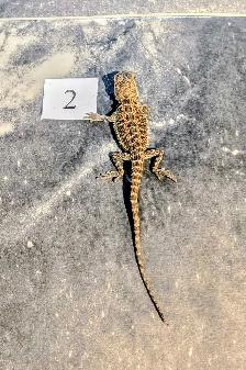 Dragon barbu né chez Désertéric - Photo 9