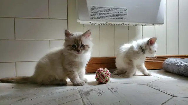 Superbes chatons siberiens enr. Tica hypoallergene disponibles