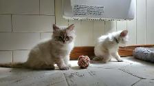 Superbes chatons siberiens enr. Tica hypoallergene disponibles