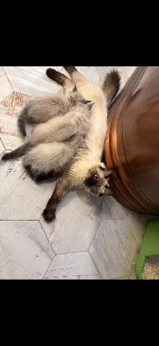 Superbes chatons siberiens enr. Tica hypoallergene disponibles - Photo 2