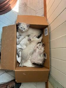 Superbes chatons siberiens enr. Tica hypoallergene disponibles - Photo 4