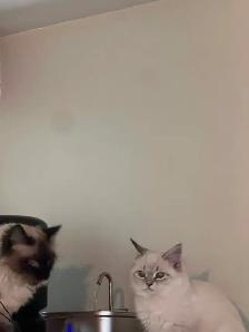 Superbes chatons siberiens enr. Tica hypoallergene disponibles - Photo 5