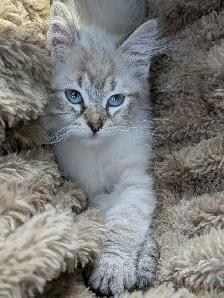 Superbes chatons siberiens enr. Tica hypoallergene disponibles - Photo 6