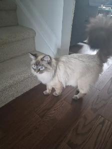 Superbes chatons siberiens enr. Tica hypoallergene disponibles - Photo 7