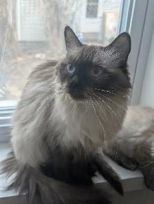 Superbes chatons siberiens enr. Tica hypoallergene disponibles - Photo 8
