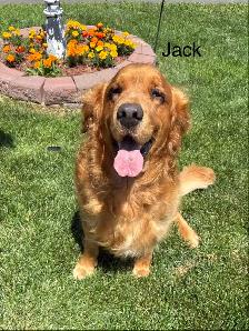golden retriever - Photo 3