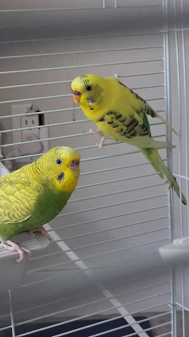 2 Parakeets   Cage