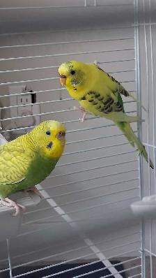 2 Parakeets   Cage