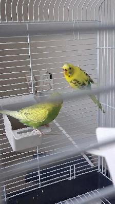 2 Parakeets   Cage - Photo 2