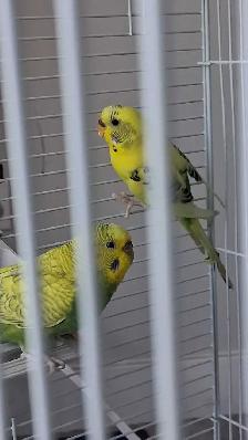 2 Parakeets   Cage - Photo 3