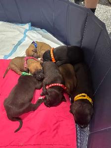presa canario