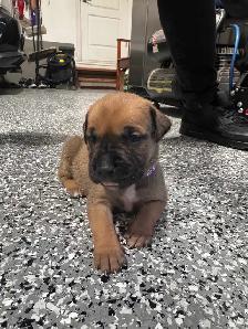 presa canario - Photo 2
