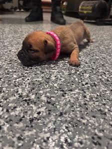 presa canario - Photo 4