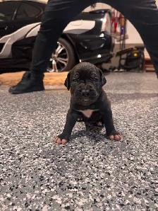 presa canario - Photo 5