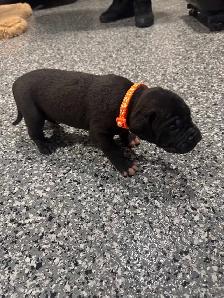 presa canario - Photo 6