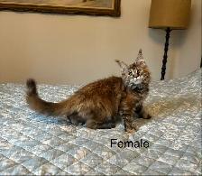 Maine Coon kittens - Photo 4