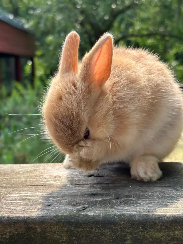 Netherlands Dwarf bunny