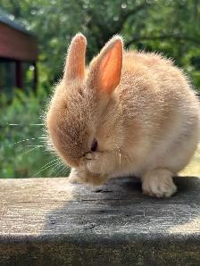 Netherlands Dwarf bunny
