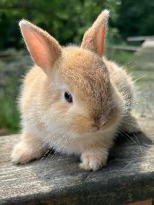 Netherlands Dwarf bunny - Photo 2