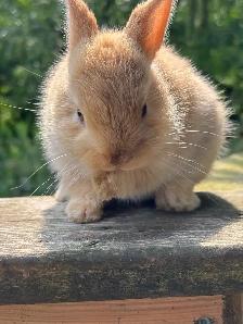 Netherlands Dwarf bunny - Photo 3