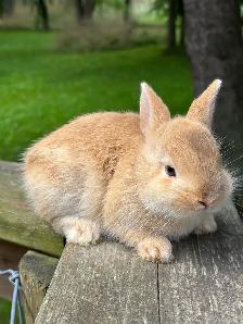 Netherlands Dwarf bunny - Photo 4