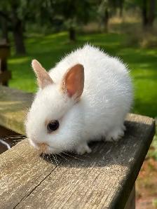 Netherlands Dwarf bunny - Photo 5