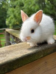 Netherlands Dwarf bunny - Photo 6