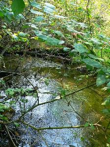 Salmo British Columbia Acreage - Photo 5