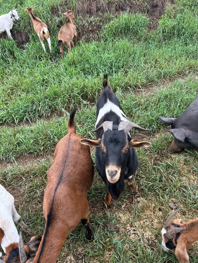 2 yr old Buck for sale