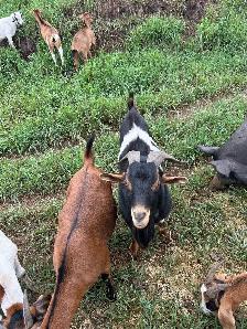 2 yr old Buck for sale