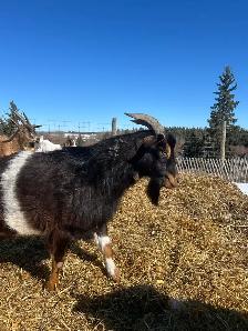 2 yr old Buck for sale - Photo 2
