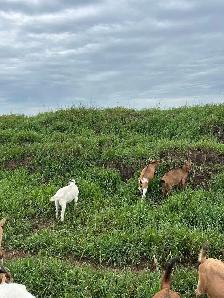 2 yr old Buck for sale - Photo 4