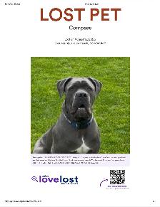 LOST PET MISSING SINCE 8/13/2026 AT 12:00 pm
