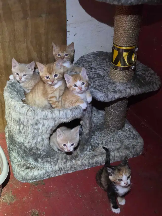 Adorable farm raised kittens