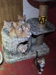 Adorable farm raised kittens