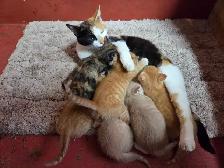 Adorable farm raised kittens - Photo 2