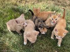 Adorable farm raised kittens - Photo 3