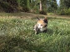 Adorable farm raised kittens - Photo 4