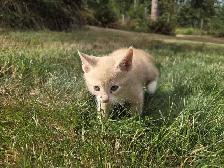 Adorable farm raised kittens - Photo 5
