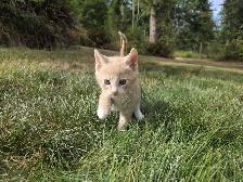 Adorable farm raised kittens - Photo 6