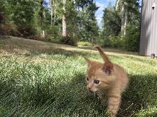 Adorable farm raised kittens - Photo 7