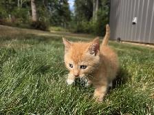Adorable farm raised kittens - Photo 8