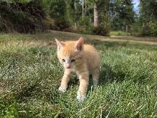 Adorable farm raised kittens - Photo 9