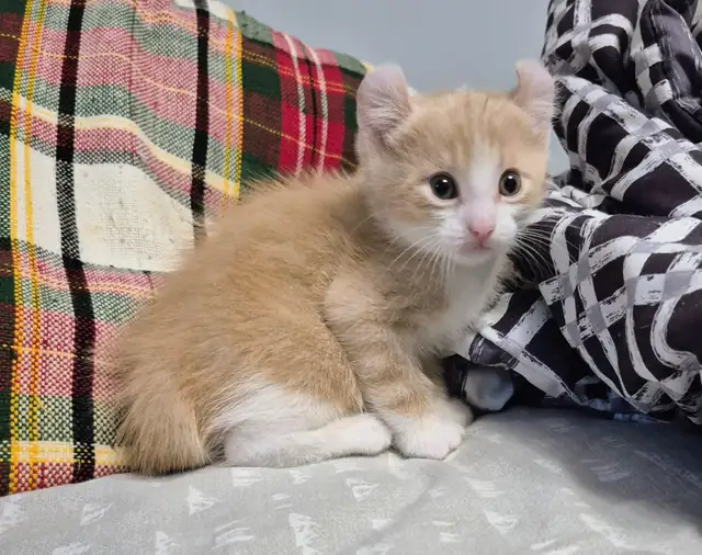 Curled Ear Polydactyl Dulled Orange Male