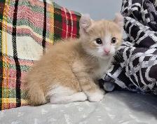 Curled Ear Polydactyl Dulled Orange Male