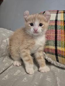 Curled Ear Polydactyl Dulled Orange Male - Photo 2