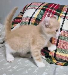 Curled Ear Polydactyl Dulled Orange Male - Photo 3