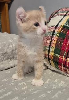 Curled Ear Polydactyl Dulled Orange Male - Photo 4