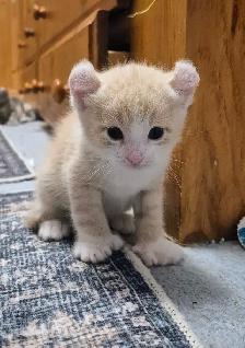 Curled Ear Polydactyl Dulled Orange Male - Photo 5